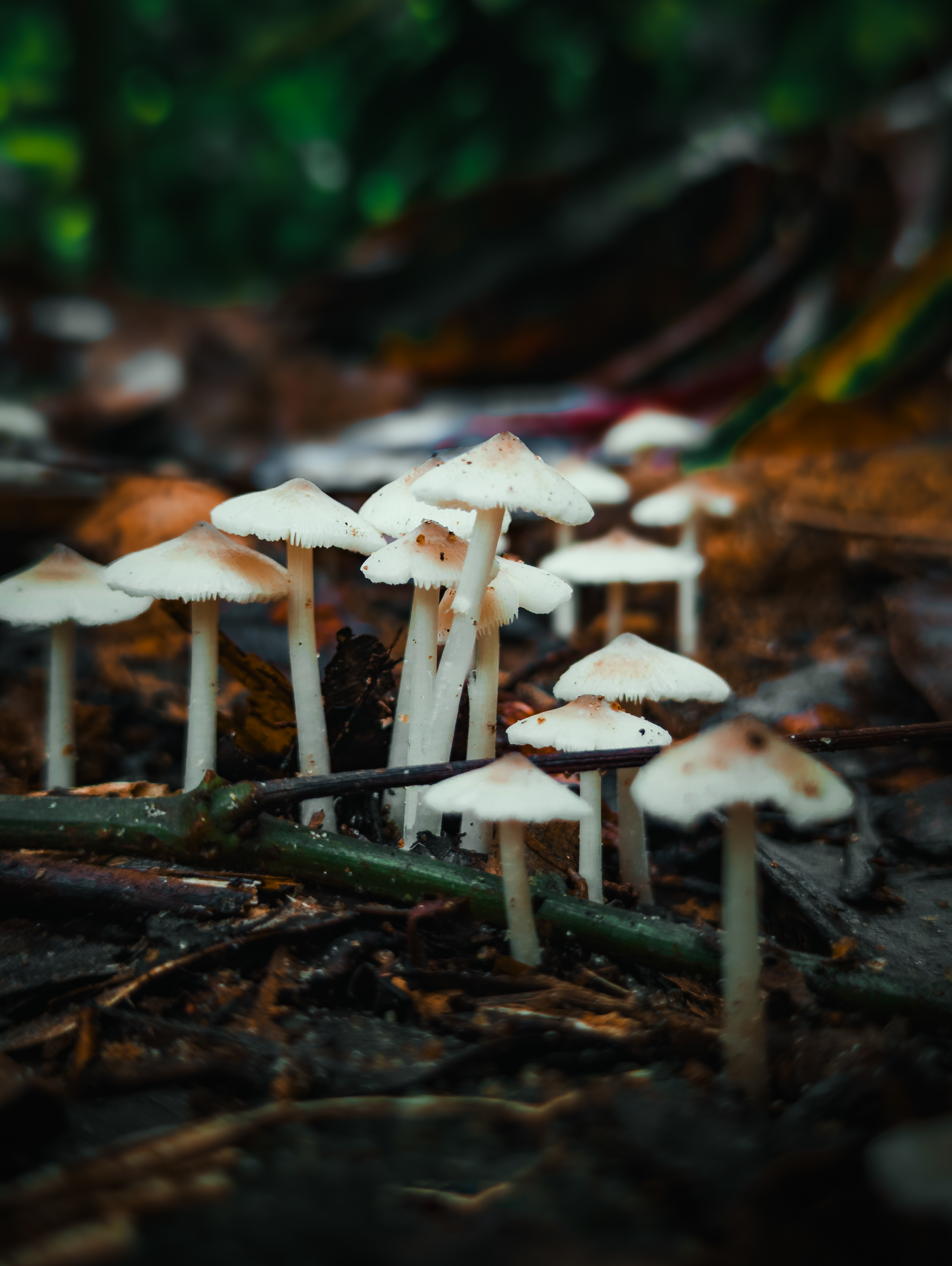 Nature Art